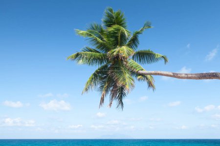 Téléchargez les photos : Seychelles beau palmier tropical - en image libre de droit