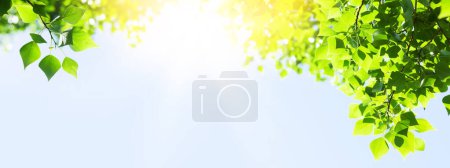 Téléchargez les photos : Branche d'arbre avec des feuilles devant le ciel bleu ensoleillé. Fond d'été avec espace de copie - en image libre de droit