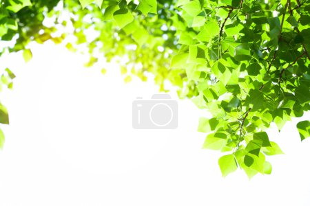 Téléchargez les photos : Branche d'arbre avec feuilles sur fond blanc avec lumière du soleil. Fond d'été avec espace de copie - en image libre de droit