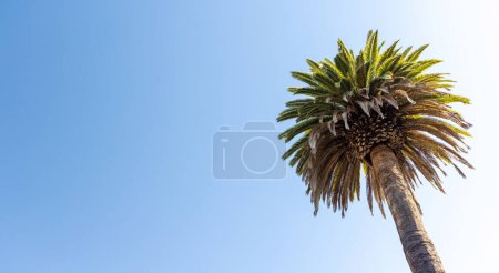 Téléchargez les photos : Palmier et ciel bleu d'été avec espace de copie - en image libre de droit
