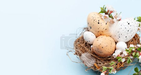 Foto de Huevos de Pascua en nido y flor de cerezo sobre azul. Tarjeta de felicitación de primavera con espacio para copiar - Imagen libre de derechos