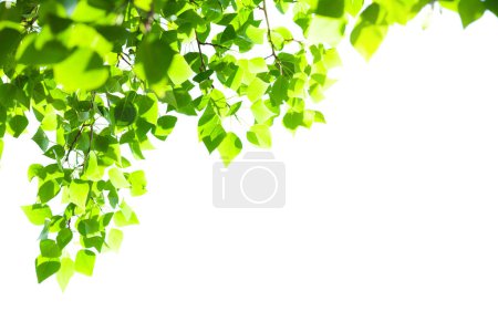 Téléchargez les photos : Branche d'arbre avec feuilles sur fond blanc avec lumière du soleil. Fond d'été avec espace de copie - en image libre de droit