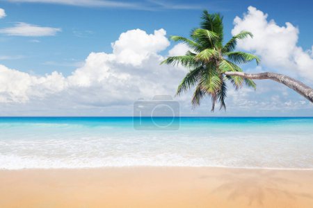 Photo for Sea, sand beach and palm tree. Travel vacation seascape - Royalty Free Image