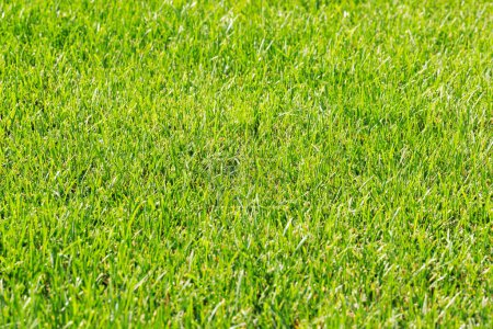 Foto de Green grass on sunny summer day - Imagen libre de derechos