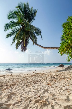 Photo for Tropical beach with palm tree and turquoise sea - Royalty Free Image