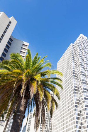 Photo for Buildings and palm tree of downtown against blue sky - Royalty Free Image