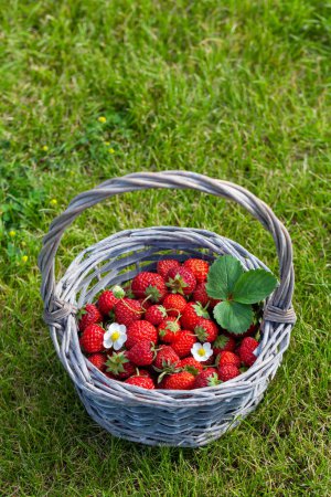 Foto de Fresas maduras en canasta sobre hierba. Con espacio de copia - Imagen libre de derechos