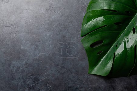 Photo for Monstera leaves on dark stone background. Top view flat lay with copy space. Nature backdrop - Royalty Free Image