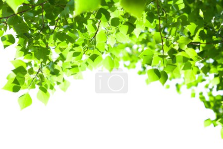 Photo for Tree branch with leaves on white background with sunlight. Summer background with copy space - Royalty Free Image