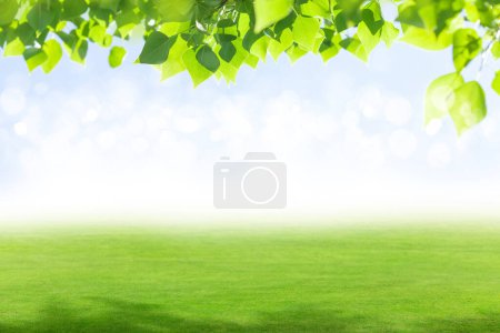 Téléchargez les photos : Paysage estival luxuriant avec champ et feuilles et espace bokeh pour votre texte - en image libre de droit