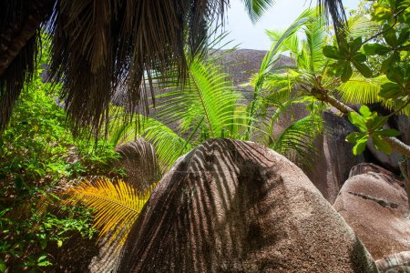 Photo for Tropical Seychelles landscape with palm trees and stones - Royalty Free Image
