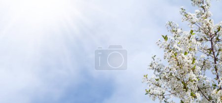 Foto de Sakura, flor de cerezo soleado fondo de primavera con espacio de copia - Imagen libre de derechos