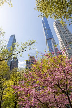 Téléchargez les photos : Central Park printemps floraison des arbres et des gratte-ciel de New York - en image libre de droit