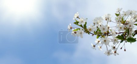 Photo for Sakura, cherry blossom sunny spring background with copy space - Royalty Free Image