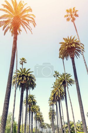 Foto de Un día de verano perfecto en California, Beverly Hills, relajándose bajo la sombra de altas palmeras y disfrutando del calor del sol - Imagen libre de derechos
