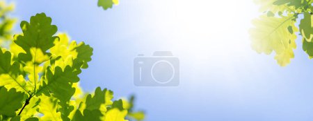 Téléchargez les photos : Feuillage vert vif dans un ciel bleu ensoleillé, toile de fond estivale parfaite - en image libre de droit
