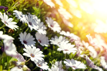 Téléchargez les photos : Un instantané serein d'un champ de camomille, rempli de délicates fleurs blanches, rayonnant de tranquillité - en image libre de droit