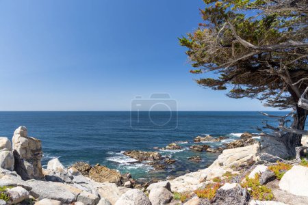 Photo for A captivating coastal landscape featuring the majestic ocean and towering fir trees along the scenic 17-Mile Drive in California - Royalty Free Image
