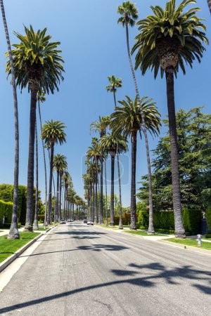 Téléchargez les photos : Beverly Hills drive bordée de grands et majestueux palmiers, Los Angeles, Californie - en image libre de droit