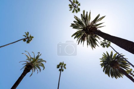 Photo for A perfect summer day in California, Beverly Hills, relaxing under the shade of tall palms and enjoying the warmth of the sun - Royalty Free Image