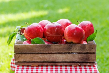 Photo for Crate with fresh red apples on the garden table - Royalty Free Image