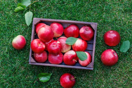 Photo for Wooden box with fresh red apples on the green lawn. Flat lay - Royalty Free Image