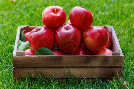 Photo for Wooden box with fresh red apples on the green lawn - Royalty Free Image