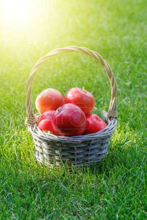 Photo for Basket with fresh red apples on the green lawn with copy space - Royalty Free Image