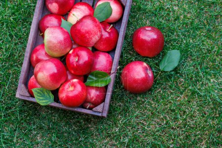 Photo for Wooden box with fresh red apples on the green lawn with copy space. Flat lay - Royalty Free Image