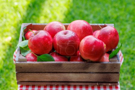Foto de Jaula con manzanas rojas frescas en la mesa del jardín - Imagen libre de derechos