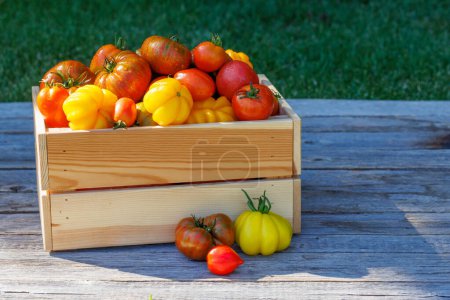 Photo for Assorted tomatoes in rustic crate on garden table - Royalty Free Image