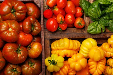 Photo for Assorted tomatoes in rustic crate and fresh garden basil. Flat lay - Royalty Free Image