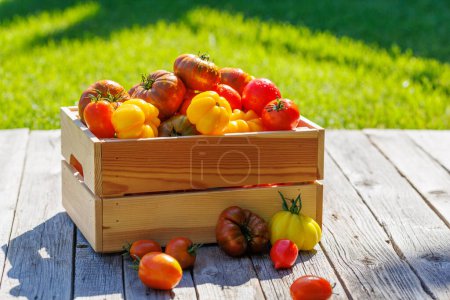 Foto de Tomates surtidos en caja rústica en mesa de jardín - Imagen libre de derechos