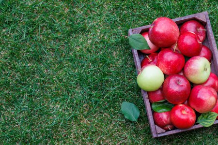 Photo for Wooden box with fresh apples on the green lawn with copy space. Flat lay - Royalty Free Image
