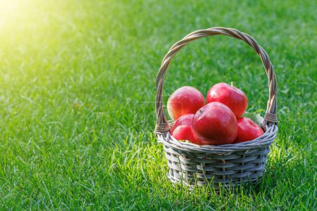 Téléchargez les photos : Panier avec pommes rouges fraîches sur la pelouse verte avec espace de copie - en image libre de droit