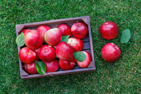 Photo for Wooden box with fresh red apples on the green lawn. Flat lay - Royalty Free Image