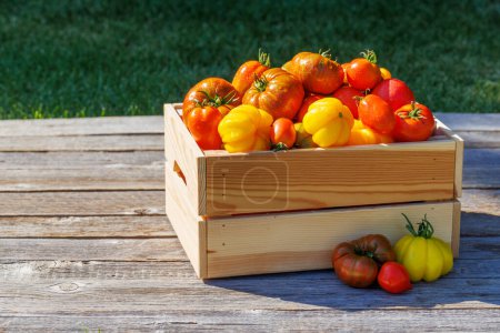 Foto de Tomates surtidos en caja rústica en mesa de jardín - Imagen libre de derechos