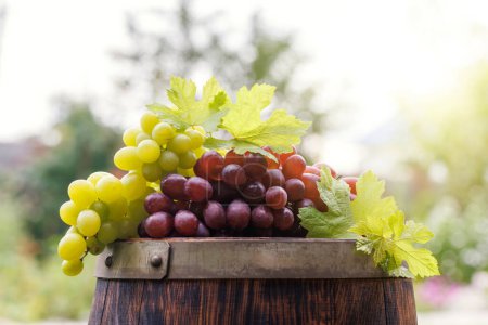 Photo for Grape on wine barrel outdoors - Royalty Free Image