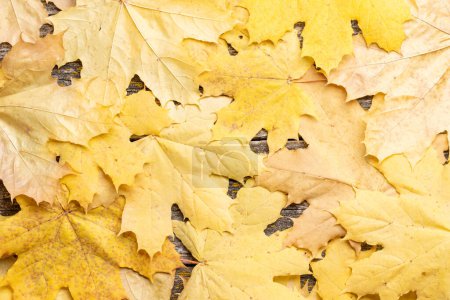 Foto de Hojas de arce de otoño en mesa de madera - Imagen libre de derechos