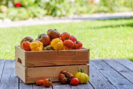 Téléchargez les photos : Tomates assorties dans une caisse rustique sur la table de jardin - en image libre de droit