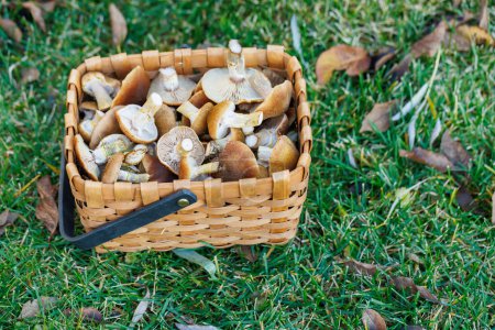 Photo for Fresh mushrooms in rustic basket, a wholesome harvest in grass - Royalty Free Image