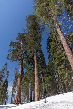 Téléchargez les photos : Parc de séquoias enneigés, pays des merveilles hivernales. Journée ensoleillée - en image libre de droit
