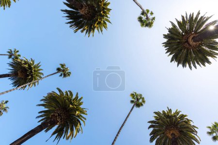 Photo for A perfect summer day in California, Beverly Hills, relaxing under the shade of tall palms and enjoying the warmth of the sun - Royalty Free Image