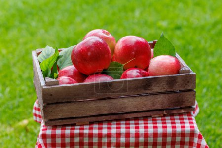 Photo for Crate with fresh red apples on the garden table - Royalty Free Image