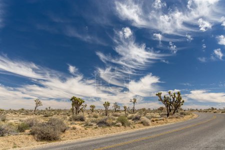 A breathtaking photo of Joshua Tree National Park, showcasing the unique landscape and beauty of the Mojave Desert