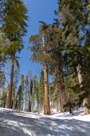 Snow-covered sequoia tree park, winter wonderland. Sunny day