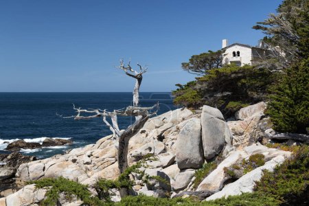 A captivating coastal landscape featuring the majestic ocean and towering fir trees along the scenic 17-Mile Drive in California