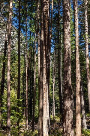 Photo for Tree Forest in Yosemite National Park, California, US - Royalty Free Image