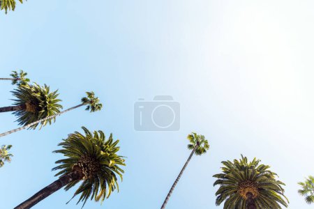 Téléchargez les photos : Une journée d'été parfaite en Californie, Beverly Hills, se détendre à l'ombre des grands palmiers et profiter de la chaleur du soleil - en image libre de droit