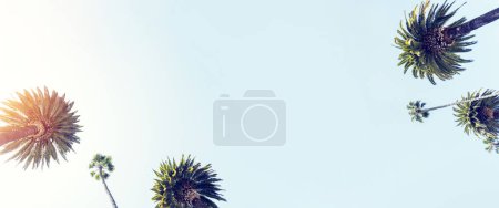 Téléchargez les photos : Une journée d'été parfaite en Californie, Beverly Hills, se détendre à l'ombre des grands palmiers et profiter de la chaleur du soleil - en image libre de droit